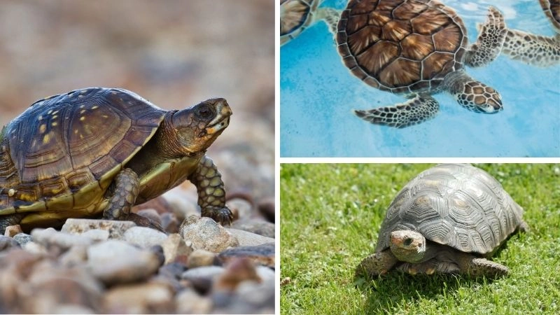 Rùa Aldabra và vai trò sinh thái