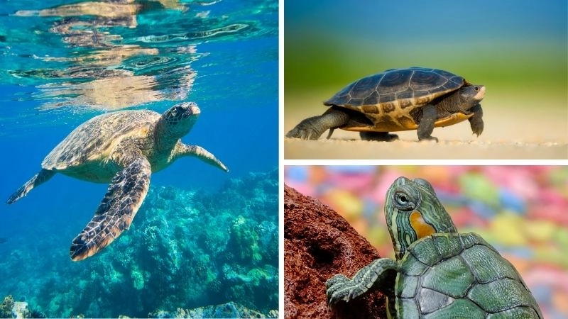 Động vật sống lâu và đa dạng sinh học