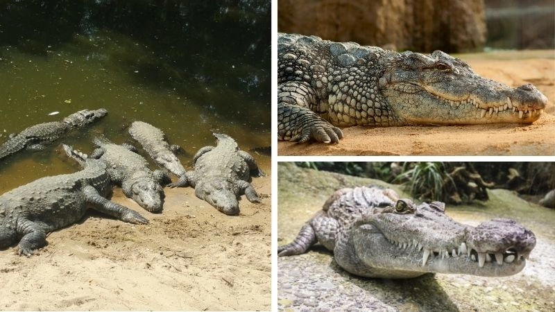 Động vật đầm lầy thích nghi môi trường nước