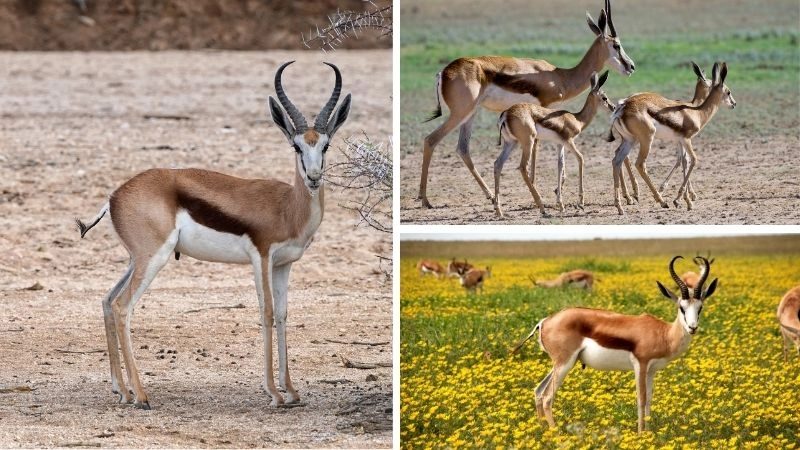 Linh dương biểu tượng nhanh nhẹn đồng cỏ