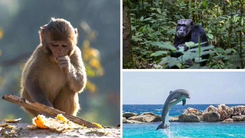 Trí tuệ động vật khả năng nhận thức độc đáo