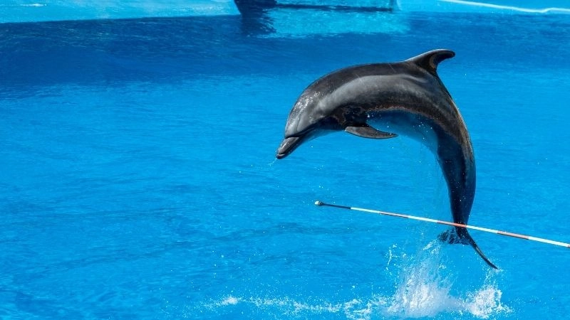 Cá heo thông minh bậc thầy giao tiếp biển