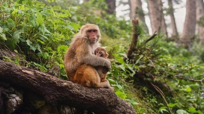 Khỉ thông minh nhà sáng tạo của rừng
