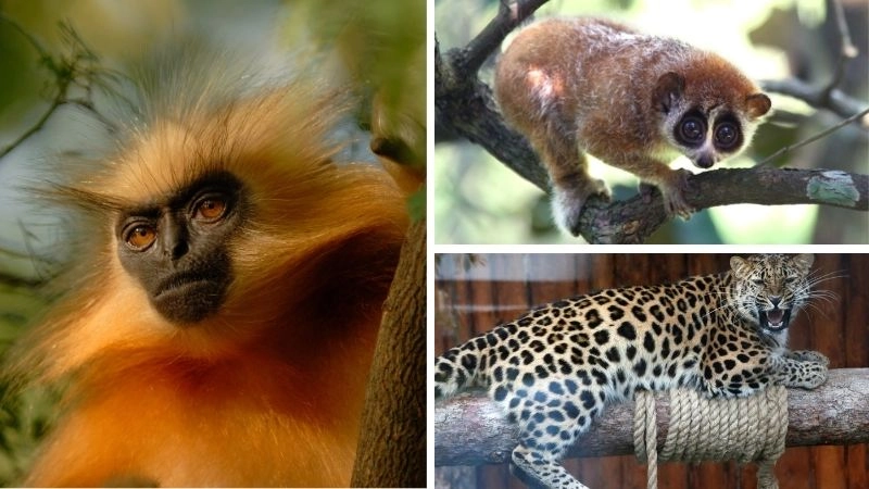 Động vật quý hiếm và đa dạng sinh học