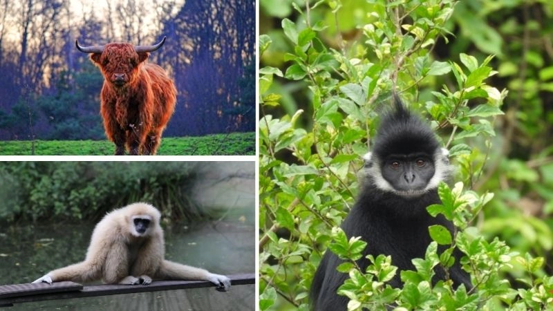 loai-dong-vat-nguy-cap-nao-song-o-viet-nam