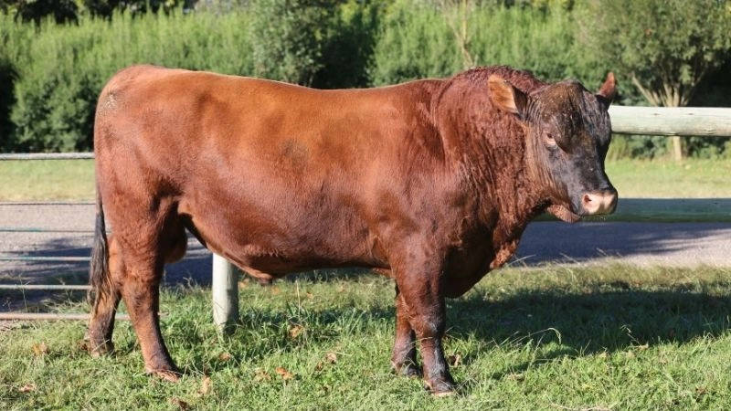 Bảo tồn động vật hành động cứu thiên nhiên