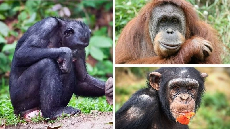 Loài khỉ đa dạng với đặc điểm độc đáo trong tự nhiên