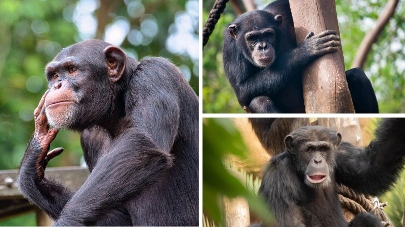 Khỉ thông minh thể hiện khả năng học hỏi vượt trội