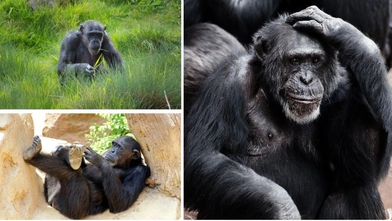 Trí tuệ khỉ minh chứng sự tiến hóa của loài linh trưởng