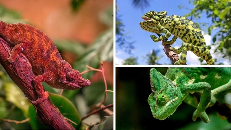 Nuôi kỳ nhông cách chăm sóc để khỏe mạnh lâu dài