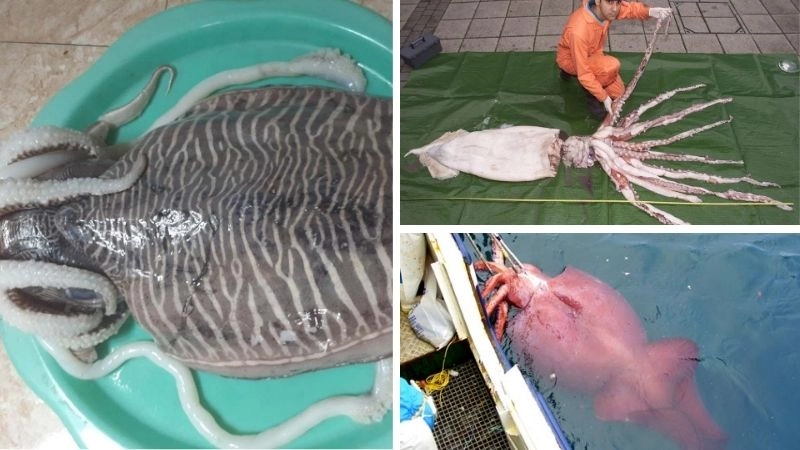 Mực lớn nhất biểu tượng sức mạnh của đại dương sâu