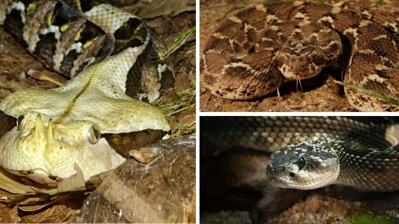 Rắn độc nhất mối nguy hiểm của thiên nhiên