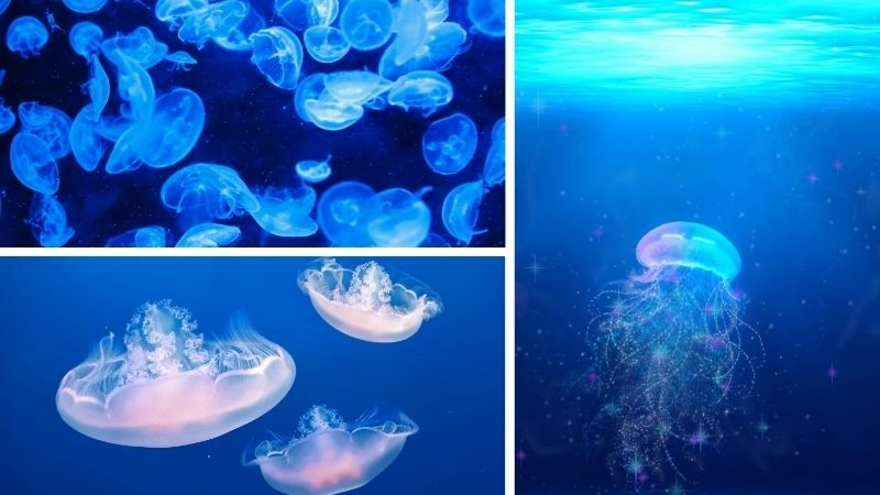 Sứa trong tự nhiên vai trò quan trọng trong hệ sinh thái