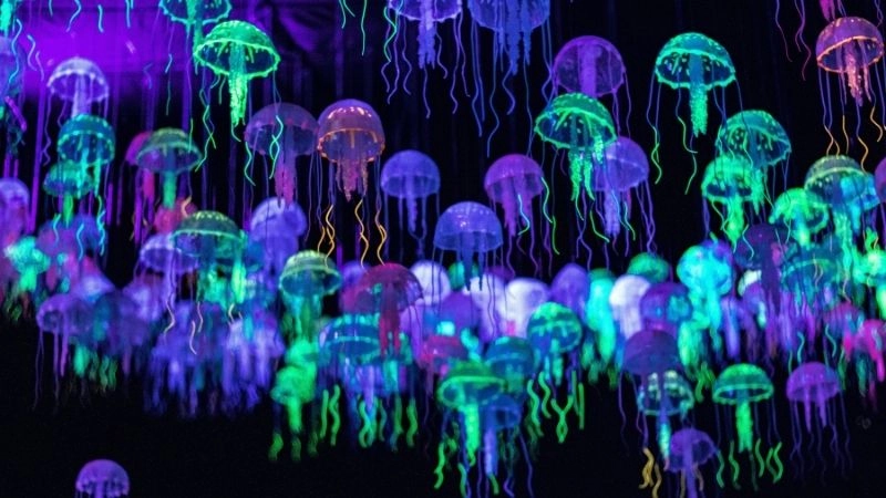 Sứa nguy hiểm cảnh báo về sức mạnh của đại dương