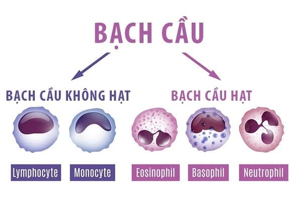 Các loại bạch cầu tiêu diệt mầm bệnh giữ vai trò trọng yếu
