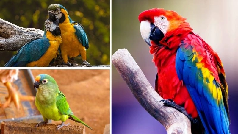 Vẹt biết nói khả năng giao tiếp độc đáo tự nhiên