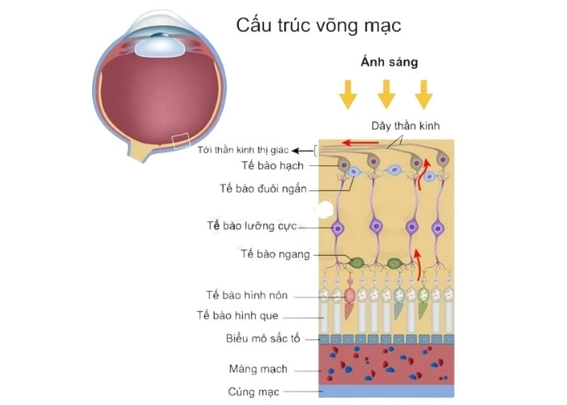 Vai trò thị giác trong nhận biết màu cơ bản được minh họa rõ ràng