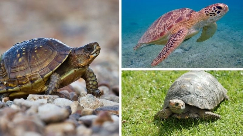 Rùa biển nguy cấp và vai trò sinh thái