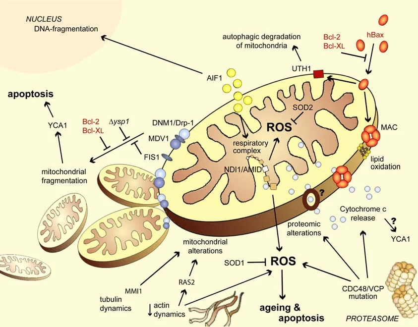 Cấu tạo và chức năng quan trọng trong sinh học tế bào giúp duy trì sự sống