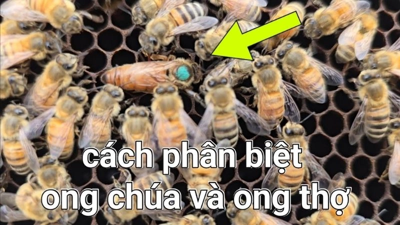 Tuổi thọ ong yếu tố quyết định sức mạnh đàn