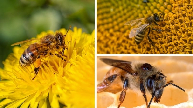 Sản xuất mật ong nghệ thuật của đàn ong