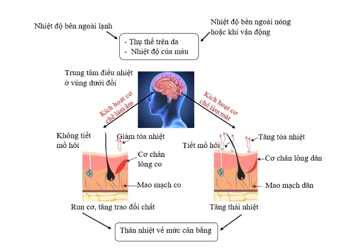 Tìm hiểu các con đường mất nhiệt chính của cơ thể dễ hiểu nhất