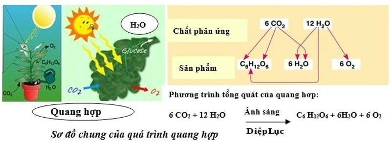 Hiểu phương trình tổng quát và ý nghĩa quang hợp