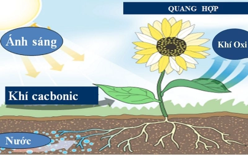 Khám phá các yếu tố cần thiết cho quá trình quang hợp qua từng bước