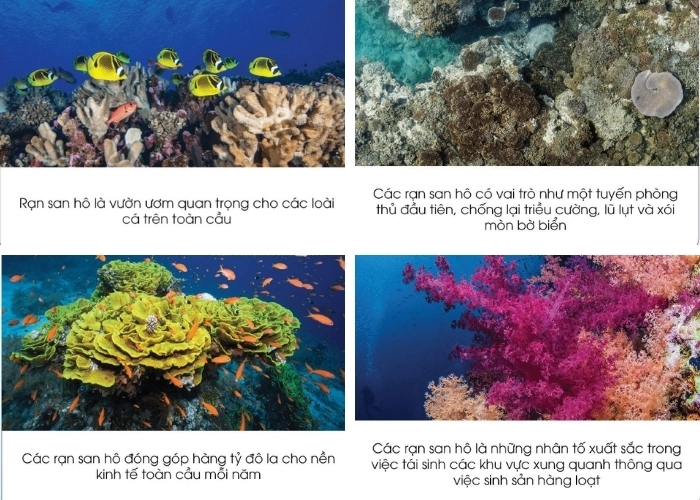 Tầm quan trọng không thể thiếu của rạn san hô đối với đa dạng sinh học biển