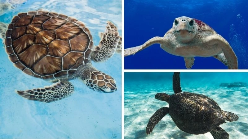 Rùa biển sinh vật kỳ diệu của đại dương sâu thẳm