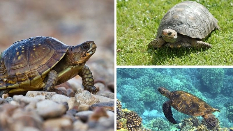 Tuổi thọ rùa biểu tượng trường tồn tự nhiên