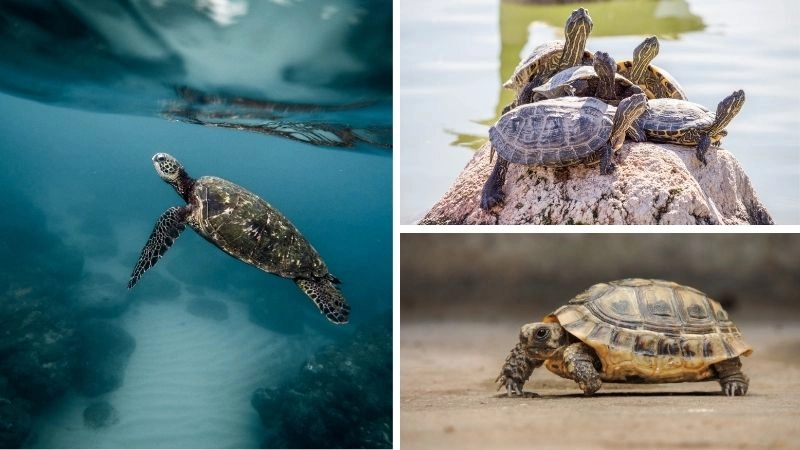 Rùa cảnh bạn đồng hành nhỏ bé trong gia đình