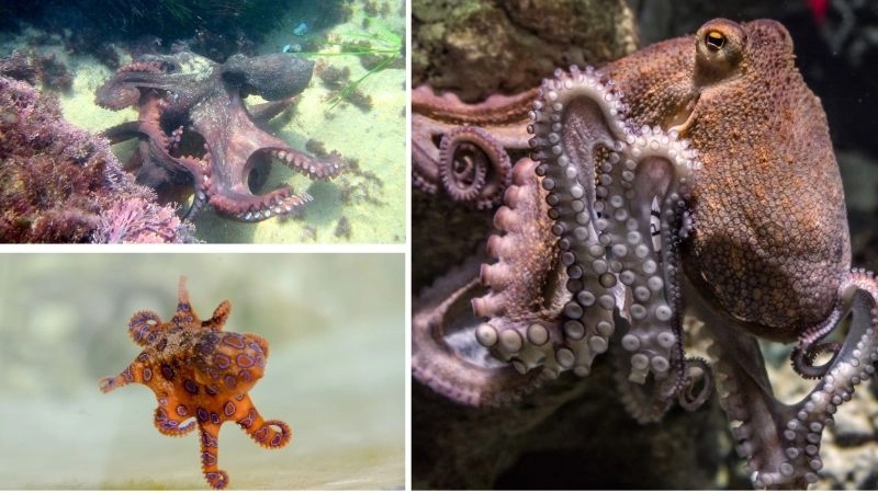 Hành vi bạch tuộc và đa dạng sinh học