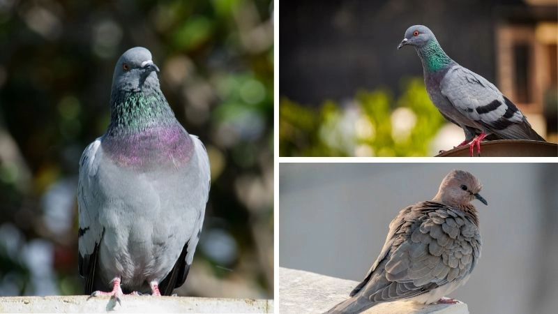 Ý nghĩa bồ câu lan tỏa thông điệp hòa hợp