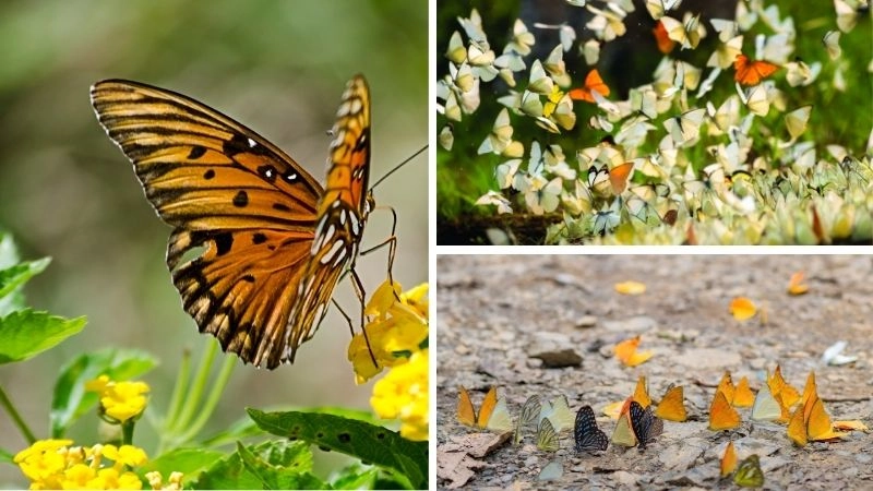 Ngụy trang bướm chiến lược sinh tồn tinh vi