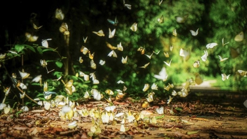 Hoa văn bướm tác phẩm nghệ thuật tự nhiên