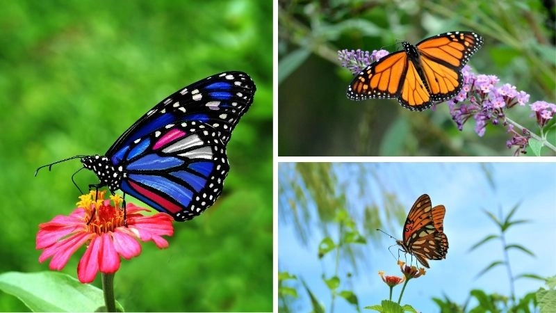 Đặc điểm bướm thích nghi với môi trường sống