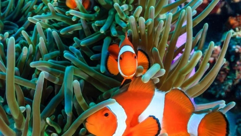 Hệ sinh thái biển nền tảng đa dạng sinh học đại dương