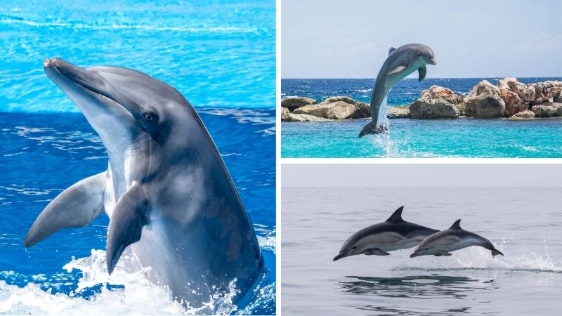 Cá heo thông minh biểu tượng của trí tuệ đại dương