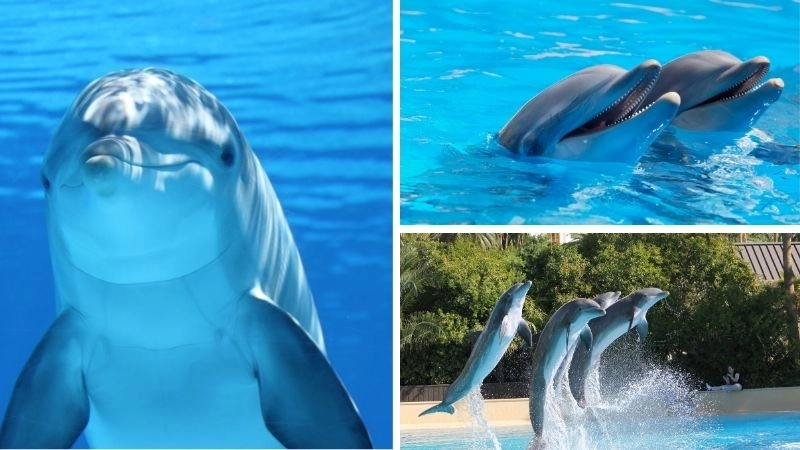 Trí tuệ cá heo thể hiện khả năng tư duy vượt trội