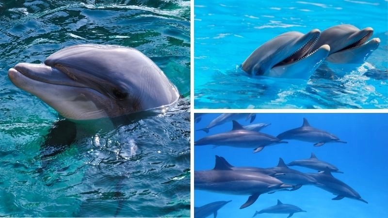 Hành vi cá heo cho thấy sự tinh tế và gắn kết xã hội