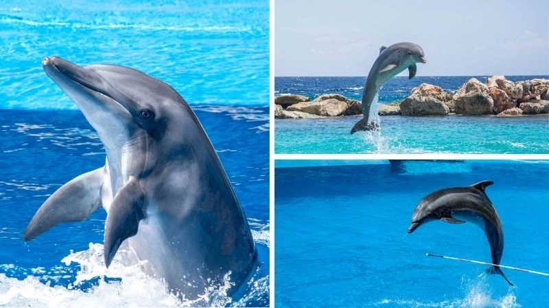 Bảo tồn cá heo và các giải pháp hiệu quả