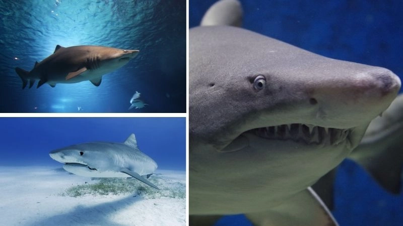 Cá mập ăn thịt và vai trò sinh thái