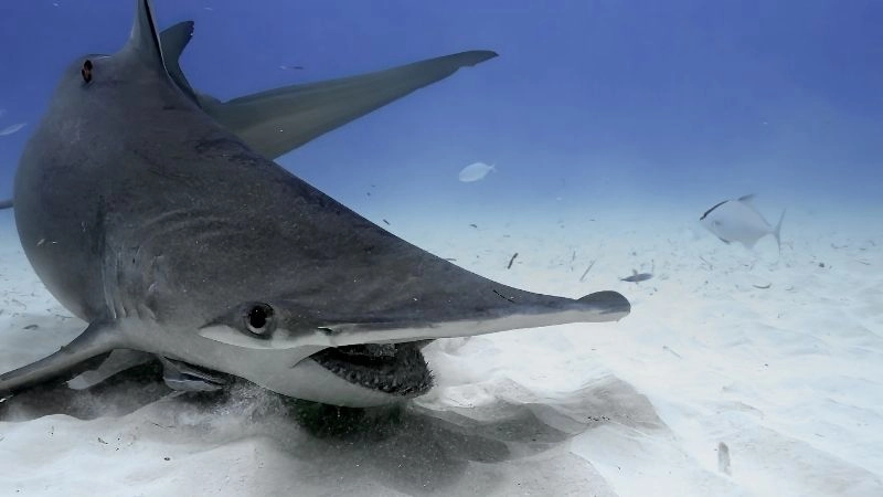 Hành vi cá mập và thích nghi săn mồi