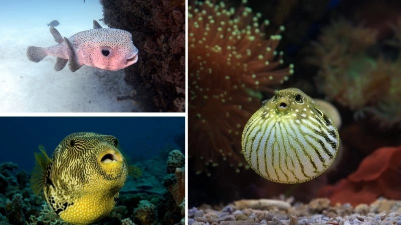 Cá nóc phình kỳ quan tự vệ đại dương