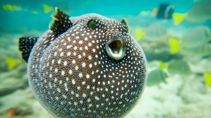 Phòng vệ cá nóc chiến lược sinh tồn độc đáo