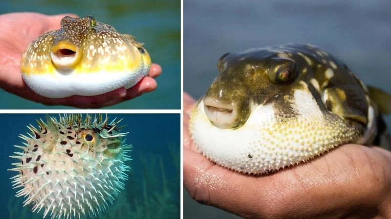 Đặc điểm cá nóc bản sắc sinh vật biển