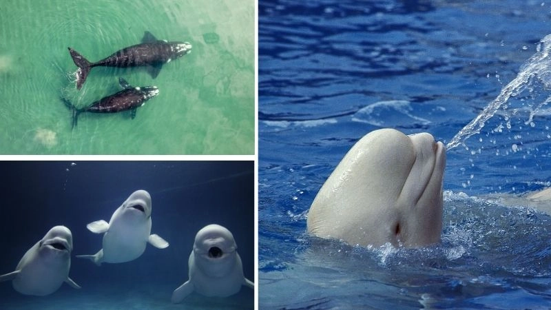 Sinh sản cá voi và ý nghĩa sinh thái