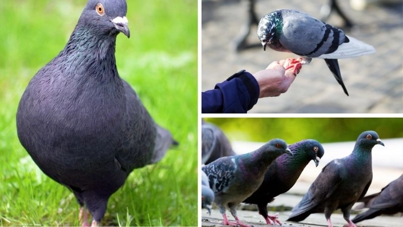 Bồ câu thông tin liên lạc thời cổ đại