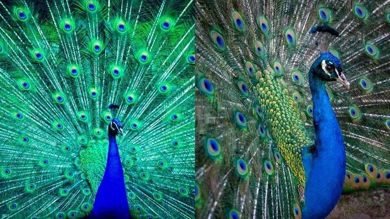 Lông chim công biểu tượng sắc màu thiên nhiên